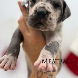 Meatball - Merle male Great Dane puppy in Sac City, Iowa from Northern Great Danes of Colorado & Iowa