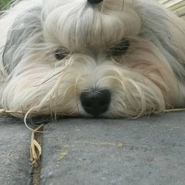 Macy - Havanese