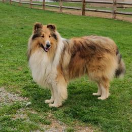 Wyatt - Collie