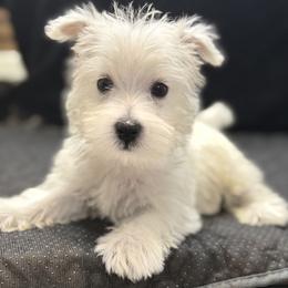 Sparkie - White male West Highland White Terrier puppy in Bowling Green, Kentucky from Tiffany's Papillons