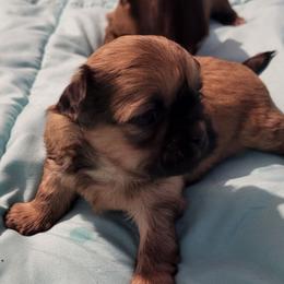 Spankie - Sable male Shih Tzu puppy in Newport, Arkansas from Gina's Lil Zues and Yorkies Kennel