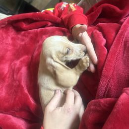 Girl 2 - Piebald female Dachshund puppy in Lakecreek, Oregon from Forever Doxie