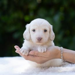 Echo - Cream male Dachshund puppy in Fort Myers, Florida from Blossom Paws