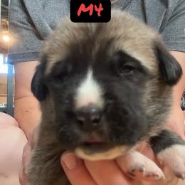 Male 4 - Fawn male Anatolian Shepherd Dog puppy in Daggett, Michigan from T&S Anatolians