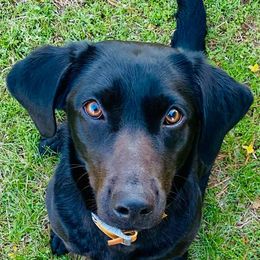 Labrador Retrievers from Missouri Muddy Paws Kennel