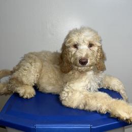 Santino - Cream male Poodle puppy in Valdosta, Georgia from Posh Poodles
