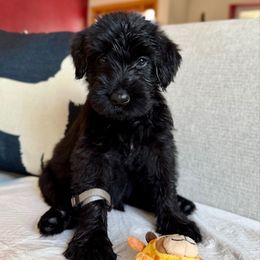 Boy 5 - Black male Giant Schnauzer puppy in Wildomar, California from My Angel Schnauzers