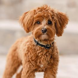 Rex - Goldendoodle