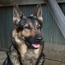Tala - German Shepherd