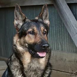 Tala - German Shepherd