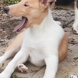 Collies from Nightstar Collies