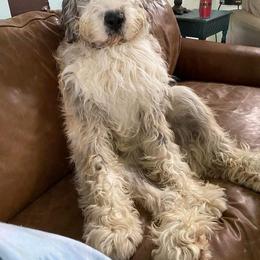 Bourke - Saint Berdoodle