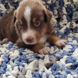 Australian Shepherd Puppies from Slemmer Aussies