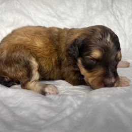 Boy 2 - Red male Aussiedoodle puppy in Alabama from SBA Aussies