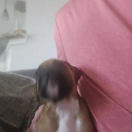 Boxer Puppies from Fleming Pups