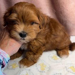 Rocco - Red male Havanese puppy in Maryville, Missouri from Dreamworks Havanese