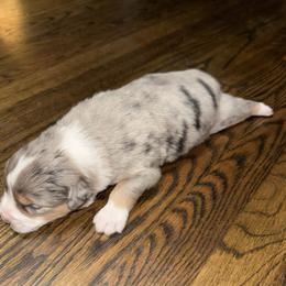 Boy 3 - Blue merle male Australian Shepherd puppy in Chino, California from RanchLand Aussies HC