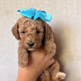 Bella - Apricot female Goldendoodle puppy in Sacramento, California from GoldenDoodle Love