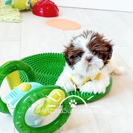 Shih Tzu Puppies from Arizona Sunrise Shih Tzus