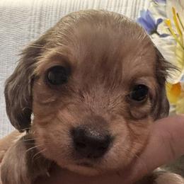 Scout - Dapple male Dachshund puppy in Lake Wales, Florida from Kirchberg Mini Farm