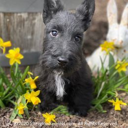 Scottish Terrier and Sealyham Terrier Puppies from Afterglow Kennels, LLC