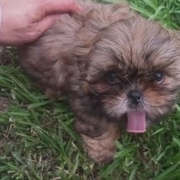 Shih Tzu Puppies from Peterson Shih Tzus