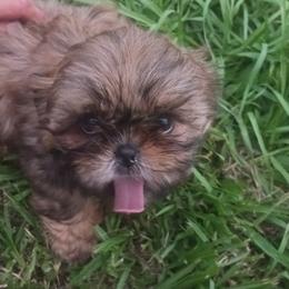 Shih Tzu Puppies from Peterson Shih Tzus