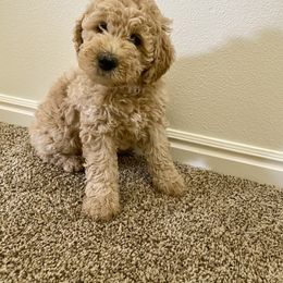 Bernedoodle and Labradoodle Puppies from Royal Doodles
