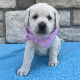Girl 1 - Yellow female Labrador Retriever puppy in Mansfield, Missouri from Leadhill Labs