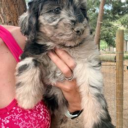 Nudist - Blue merle female Aussiedoodle puppy in Colorado Springs, Colorado from Pesky Redneck Mini Ranch