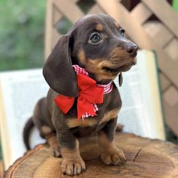 Churro 2800 - Chocolate and tan female Dachshund puppy in Hendersonville, North Carolina from Snarky Doxy Miniature Dachshunds