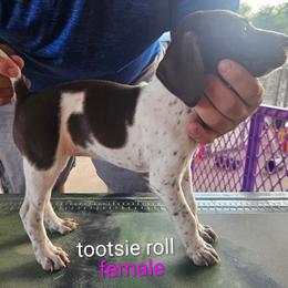 Tootsie Roll - Liver and white female German Shorthaired Pointer puppy in Hawley, Texas from Wood Farmstead