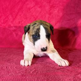 Ernest - White and red brindle male Whippet puppy in Gentry, Arkansas from Mardel Robeson of Mulberry Hollow Whippets