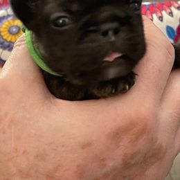 French Bulldog Puppies from JoJo French Bulldogs