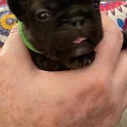 French Bulldog Puppies from JoJo French Bulldogs