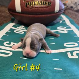 Boston Terrier Puppies from Grandma's Boston Terriers