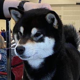 Amara - Shiba Inu