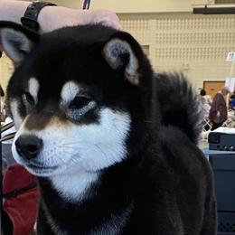 Amara - Shiba Inu