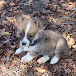 Pembroke Welsh Corgi Puppies from Crown AB Farms Pembroke Welsh Corgis
