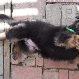 German Shepherd Puppies from Dacherri Dogs