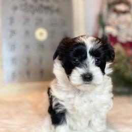 Cavapoo and Coton de Tulear Puppies from Big Gulch Puppies