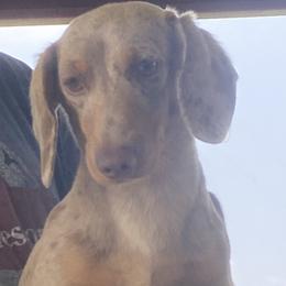 Harper - Dachshund