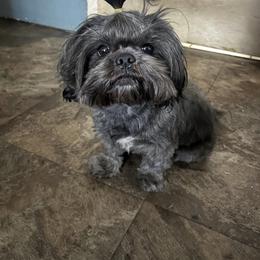 Cookie - Shih Tzu