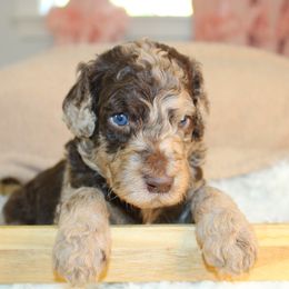 Green collar - Merle male Labradoodle puppy in Grants Pass, Oregon from Oregon Valley Pups