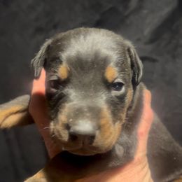 Boy 1 - Red and rust male Doberman Pinscher puppy in Spring, Texas from SuperDobermans