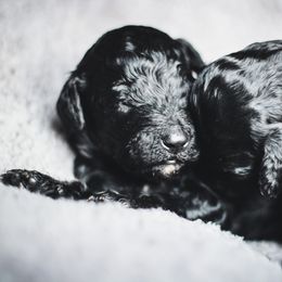 Goldendoodle Puppies from Thompson's Doodle Co.