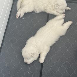 Boy 1 - male Samoyed puppy in Phoenix, Arizona from Diamond Star Samoyeds