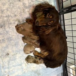 Dachshund puppies from Stonevalley Dachshunds