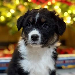 Story - Black tri-color female Australian Shepherd puppy in West Virginia from Mountain Trail Aussies