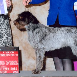 Wirehaired Pointing Griffon All Grown Up from Ear Mountain Griffons